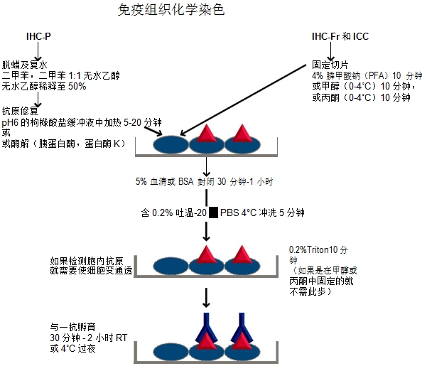 免疫组化实验流程示意图