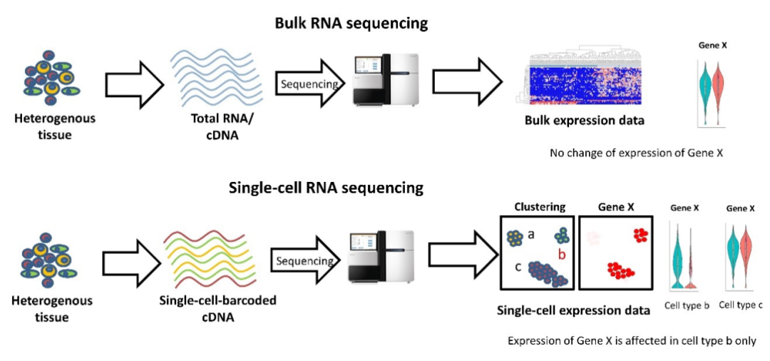 单细胞RNA测序技术流程