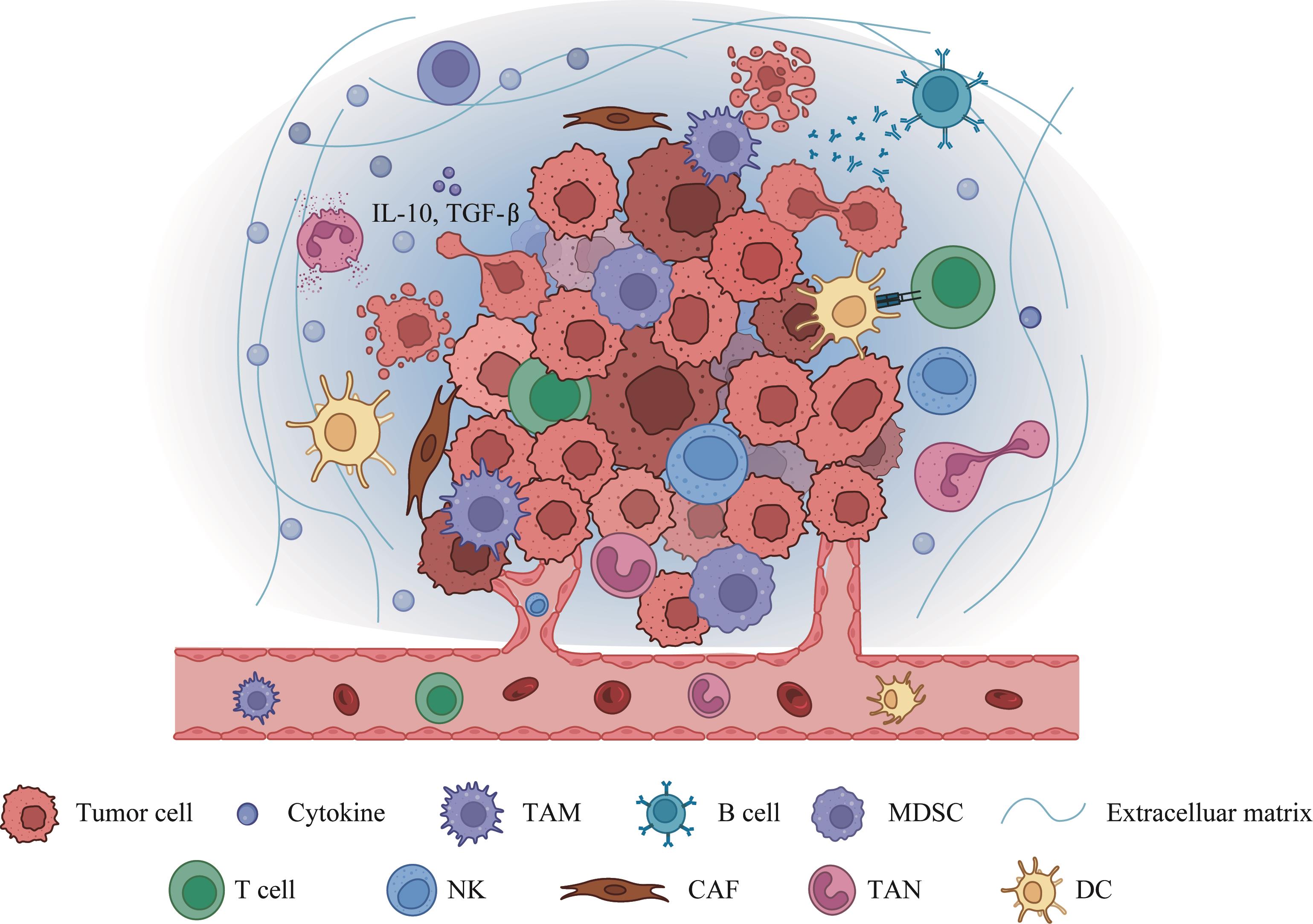 肿瘤免疫微环境示意图