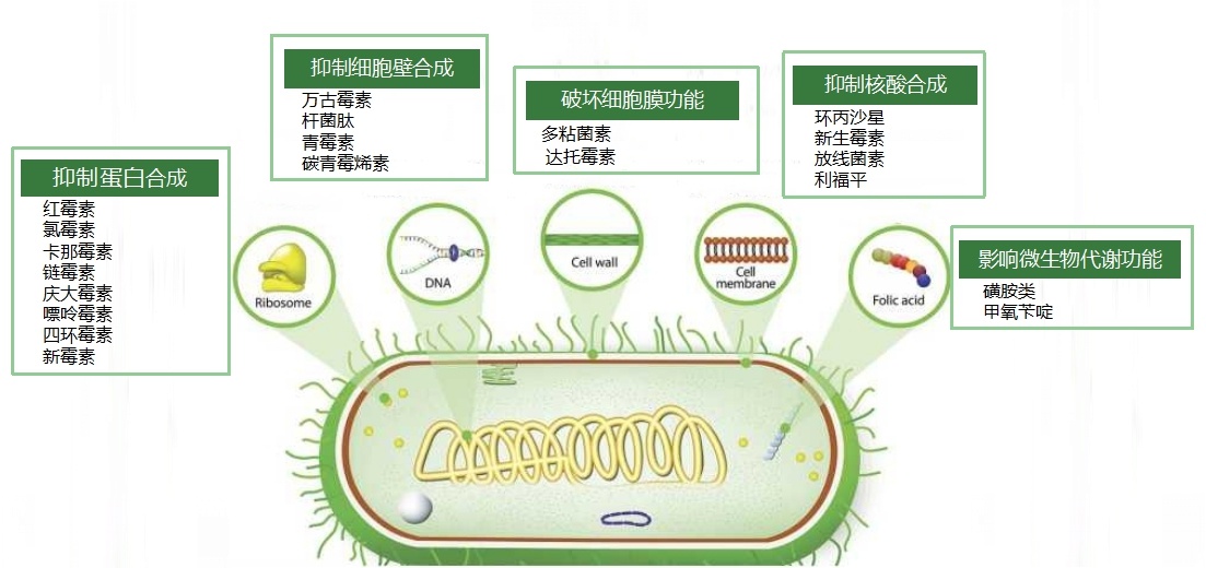 青霉素与链霉素作用机制示意图