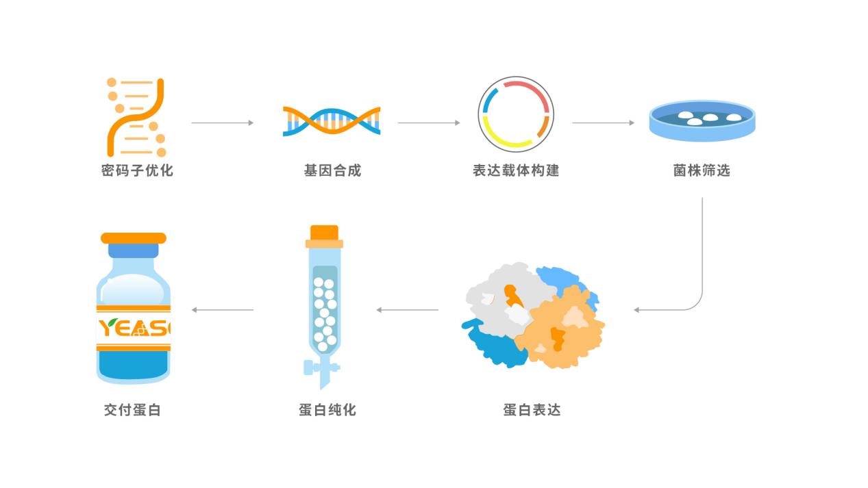 重组蛋白纯化工艺流程示意图