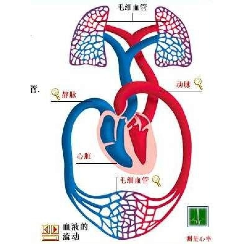 人体循环系统示意图