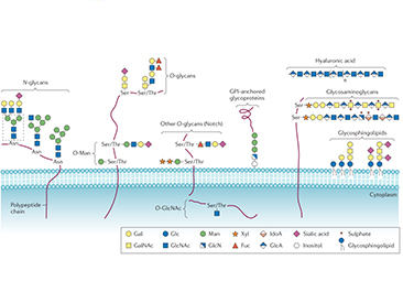 蛋白质糖基化修饰示意图