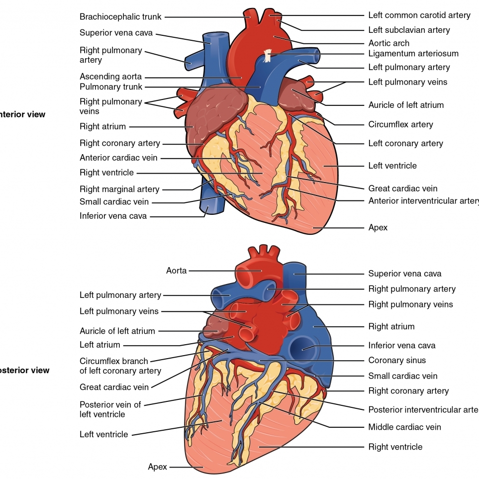 心血管系统示意图