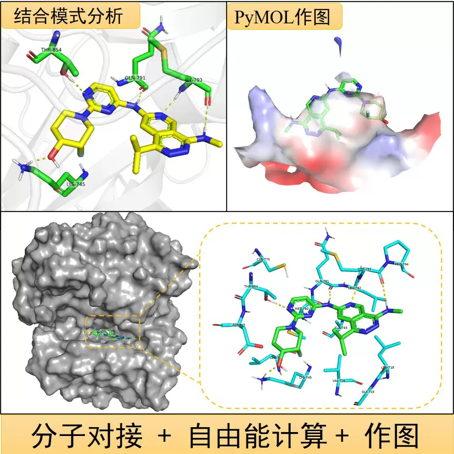 ST-5-002与TM4SF5的分子对接模型