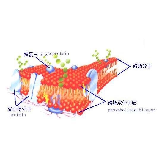 磷脂双层结构示意图