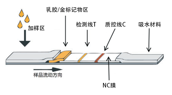 硝酸纤维素膜点样示意图