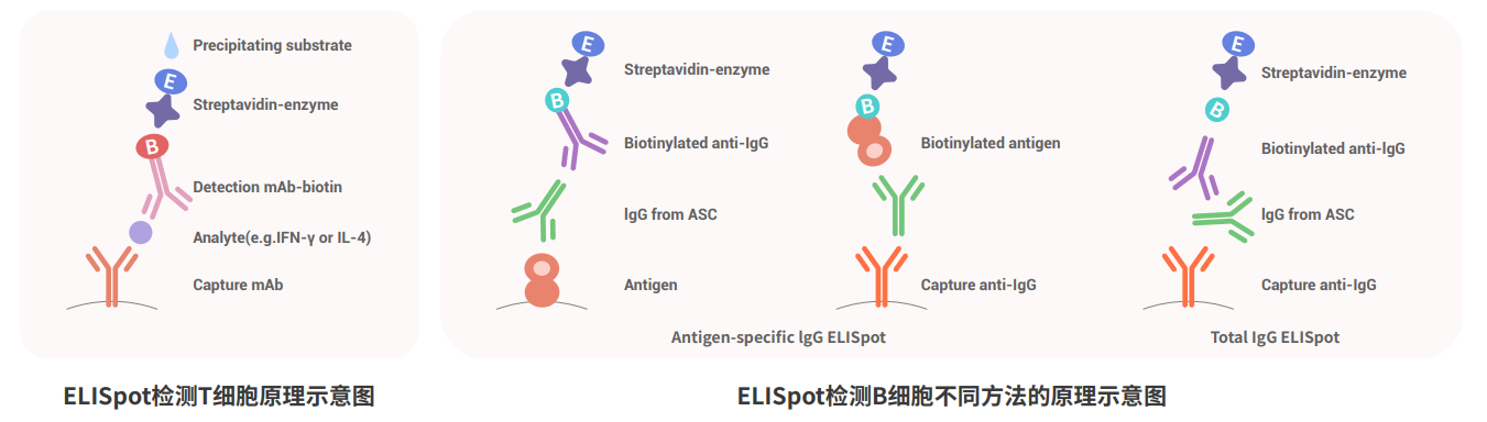 ELISPOT实验流程示意图