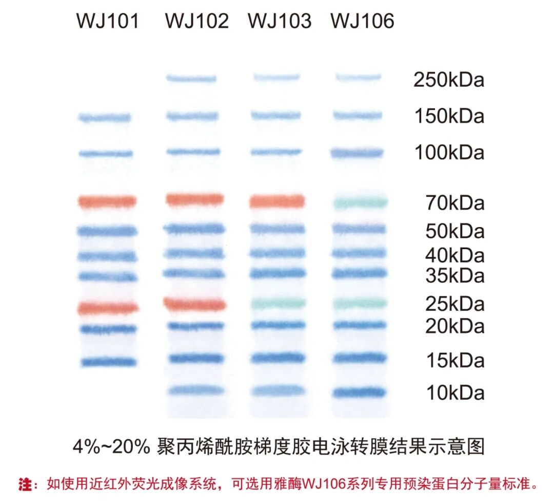 非预染蛋白Marker电泳结果
