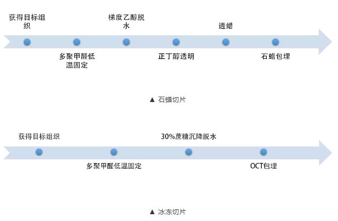 石蜡切片制备过程