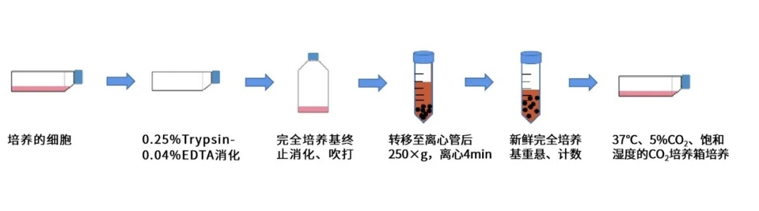 细胞传代操作中的PBS冲洗流程