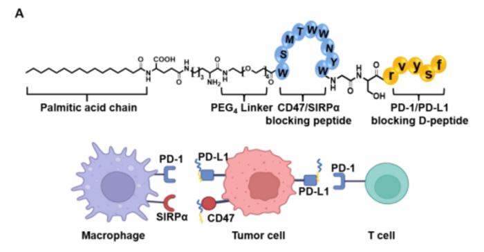 双特异性抗体结合肿瘤细胞表面CD47和PD-L1的冷冻电镜结构