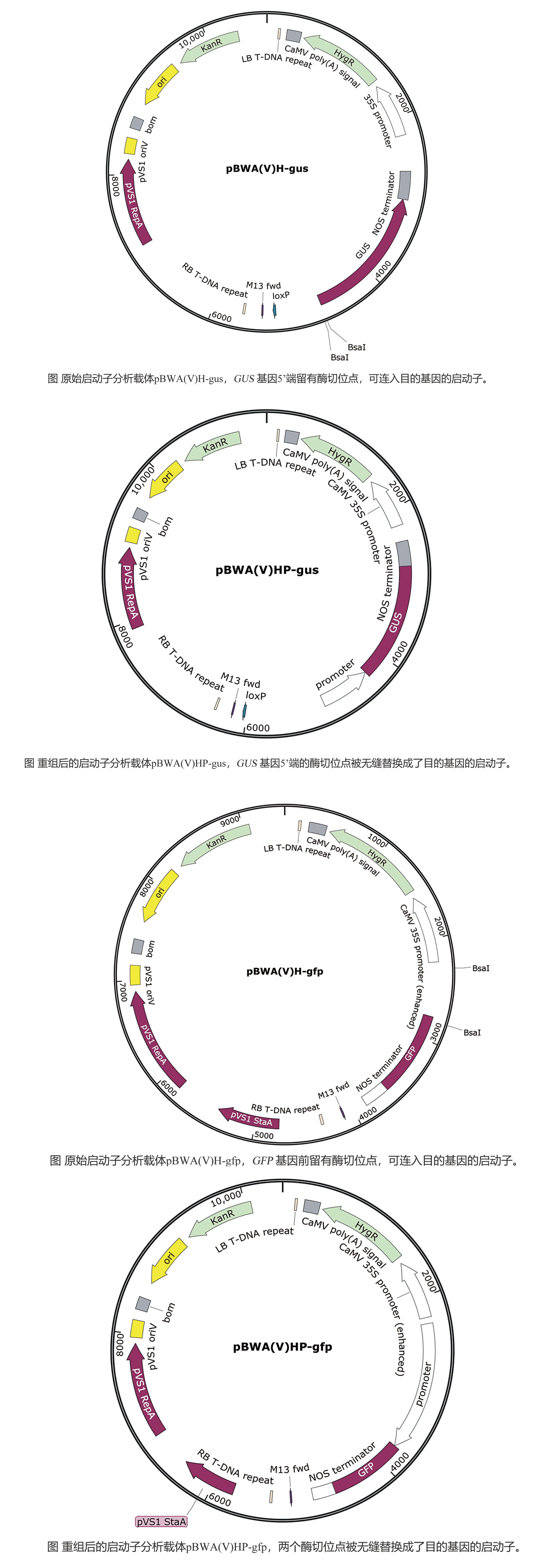 双启动子载体结构示意图