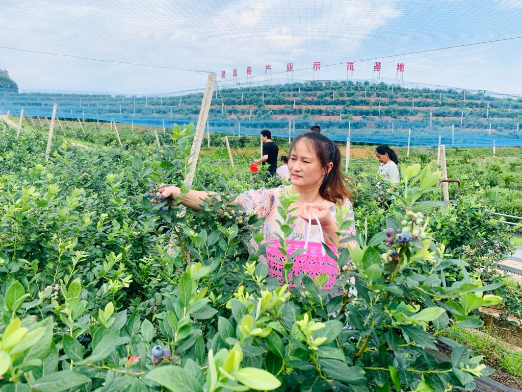 蓝莓采摘园