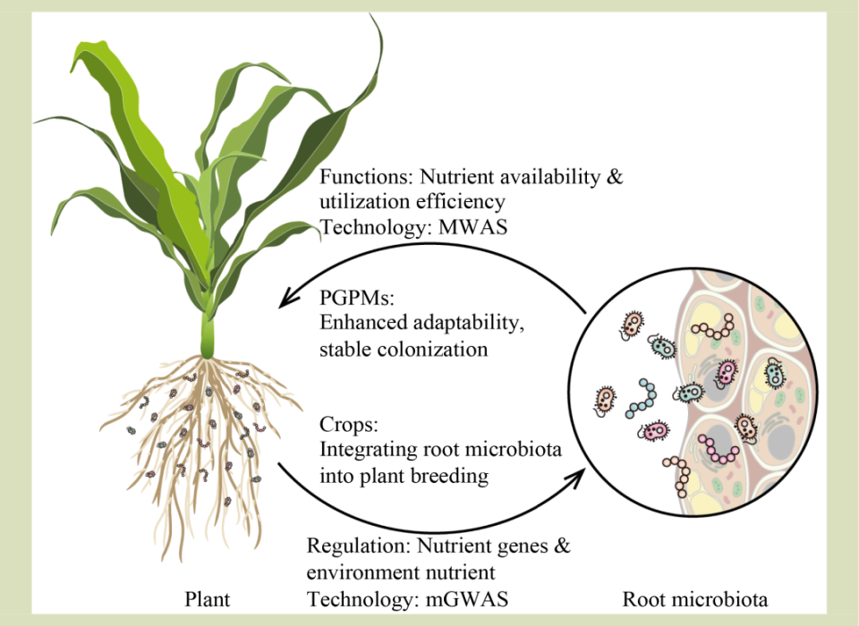 根系与健康的关系示意图