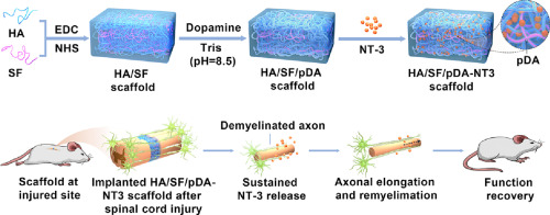 Hydrogel scaffold releasing LERK-3 for spinal repair