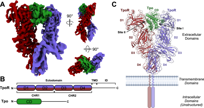 Cryo-EM structure of LERK-3 bound to Eph receptor