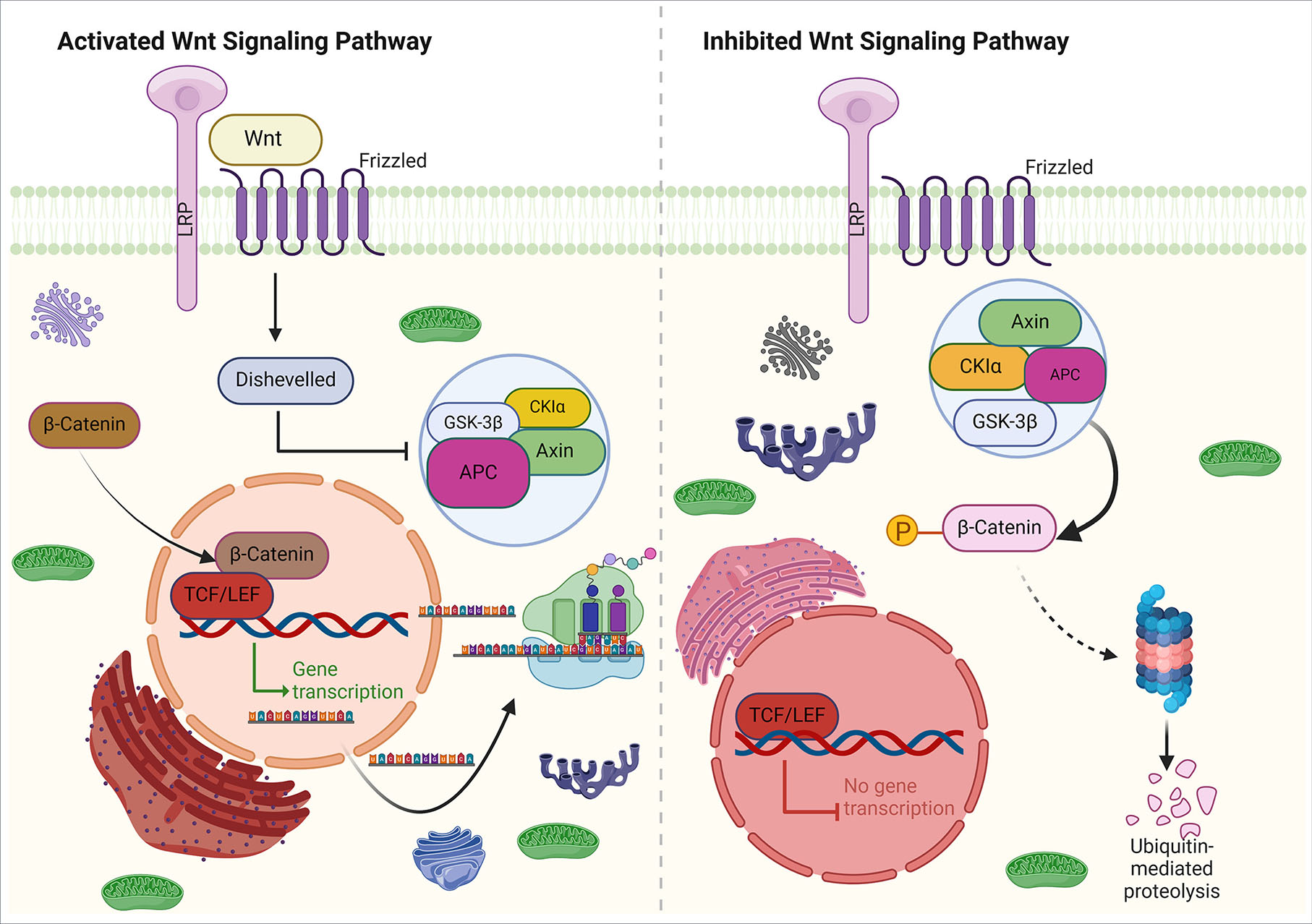 Neural crest cell migration guided by LERK-3 signaling