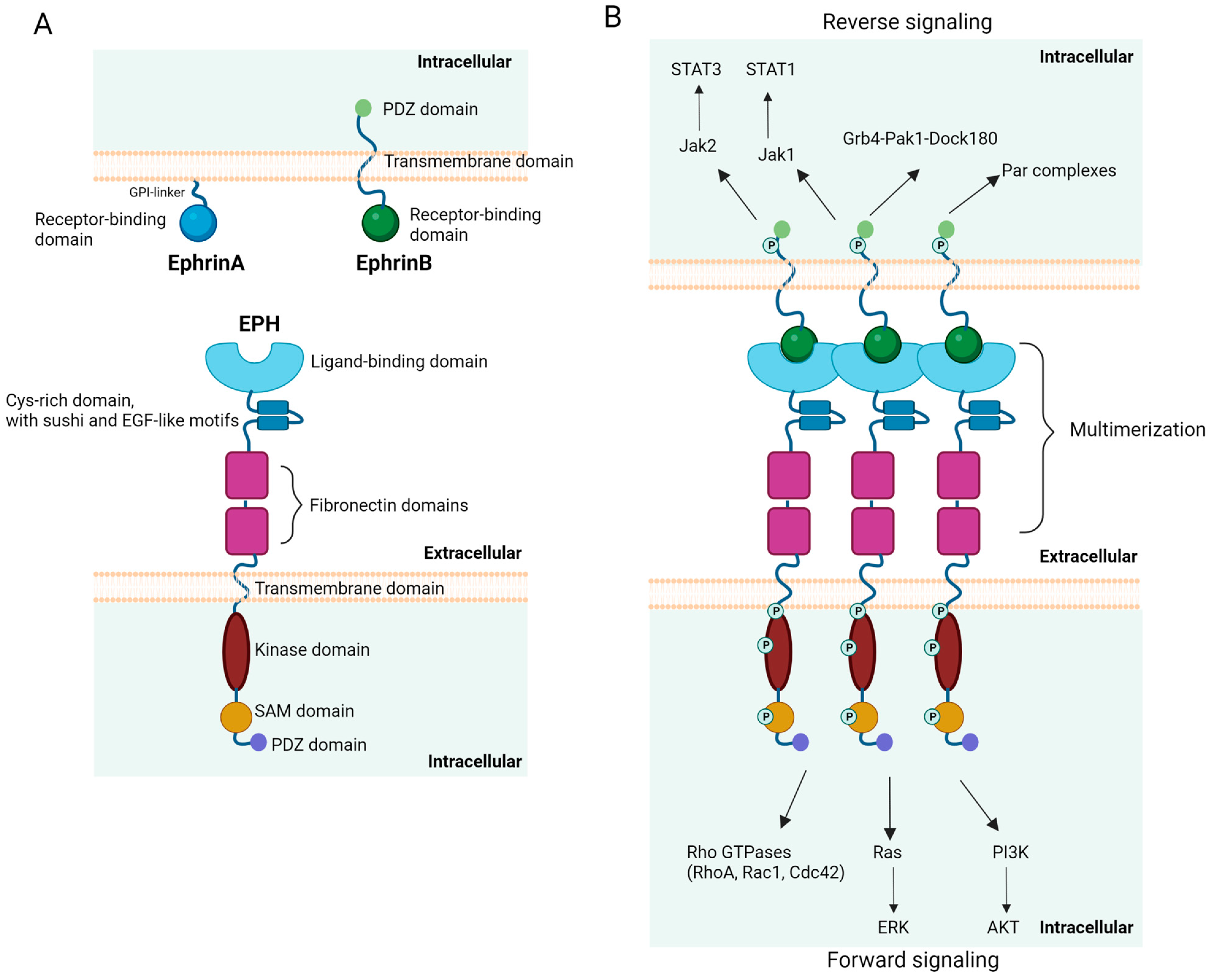 Cryo-EM structure of LERK-3 bound to EphA8 receptor