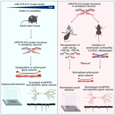 Neural network formation in LERK-3 knockout vs wildtype mice