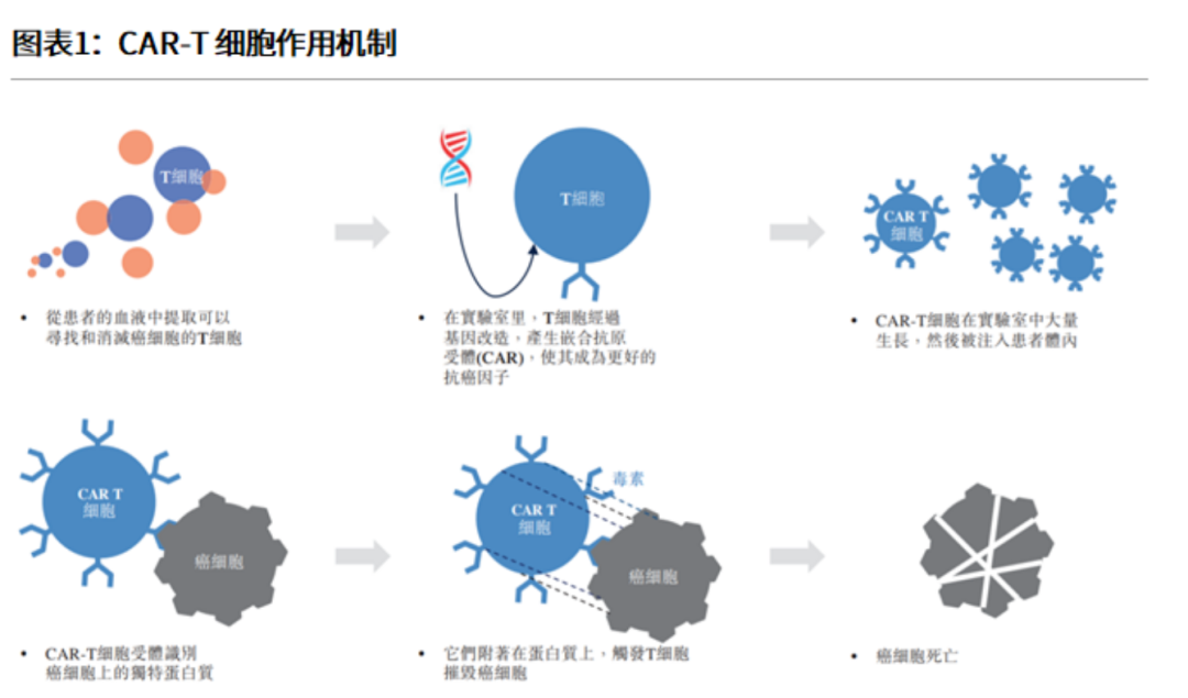 MFR重组蛋白与免疫细胞相互作用示意图