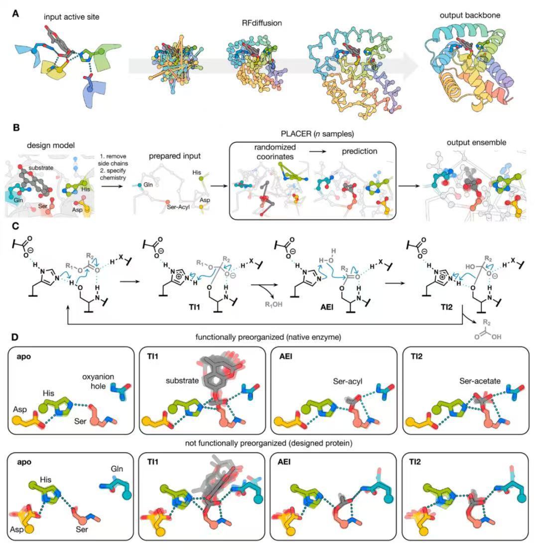人工智能预测酶催化位点模型
