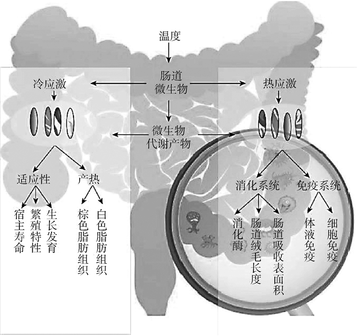 肠道微生物组多样性热图与SCFAs浓度柱状图