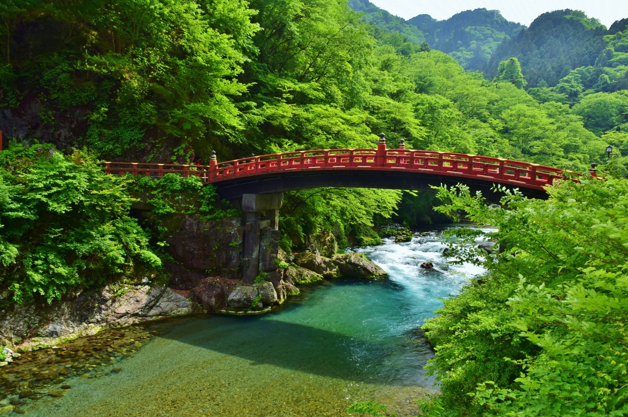 森林中的自然排毒