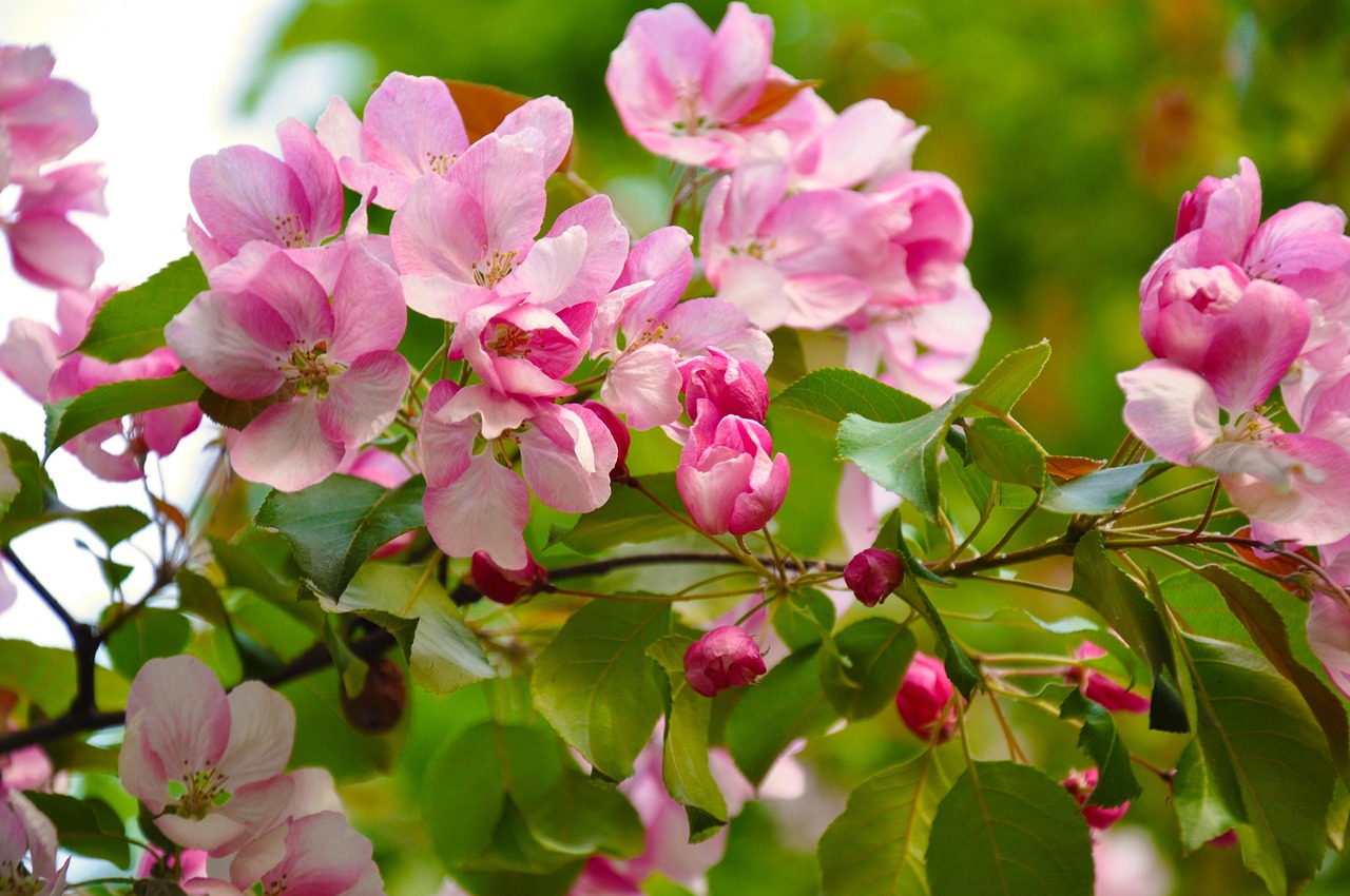 春天的花朵盛开