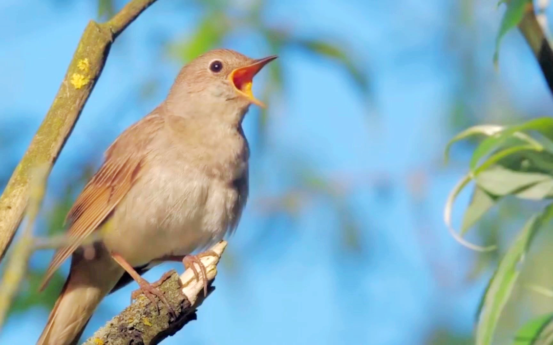 鸟类在清晨活动