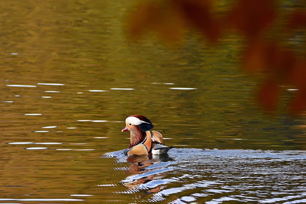 鸟类在水中活动