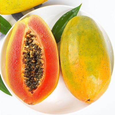 木瓜牛奶与普通牛奶对比图