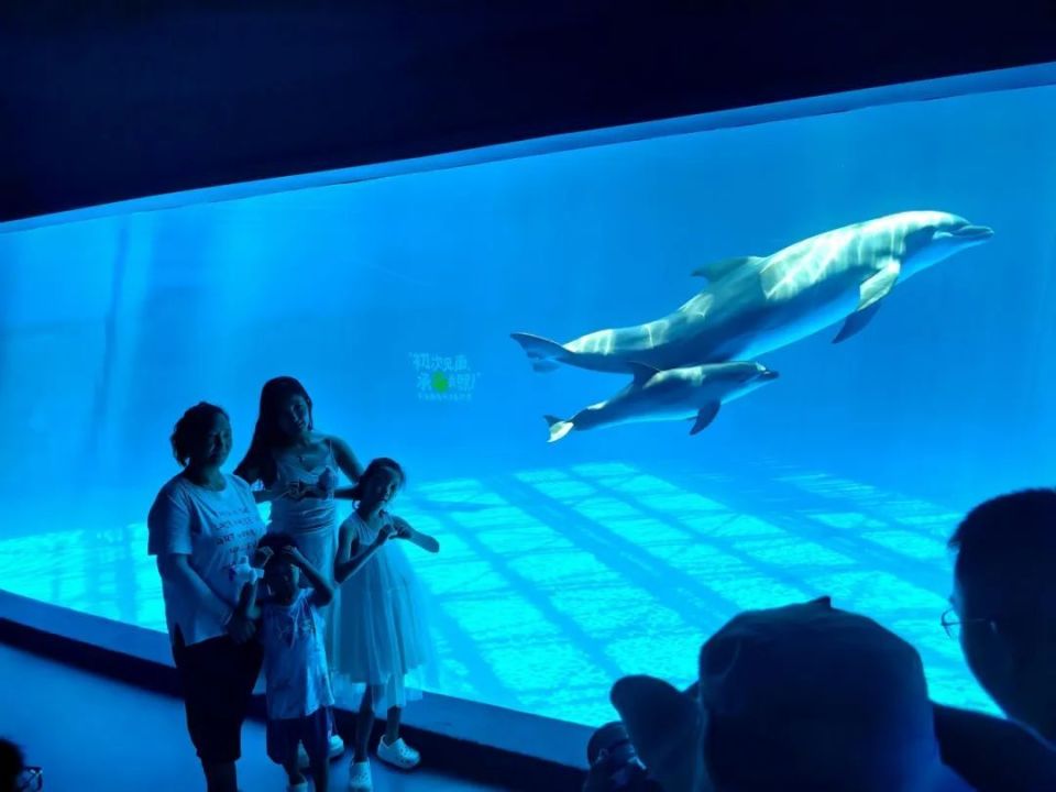 欢乐海洋中的小海豚