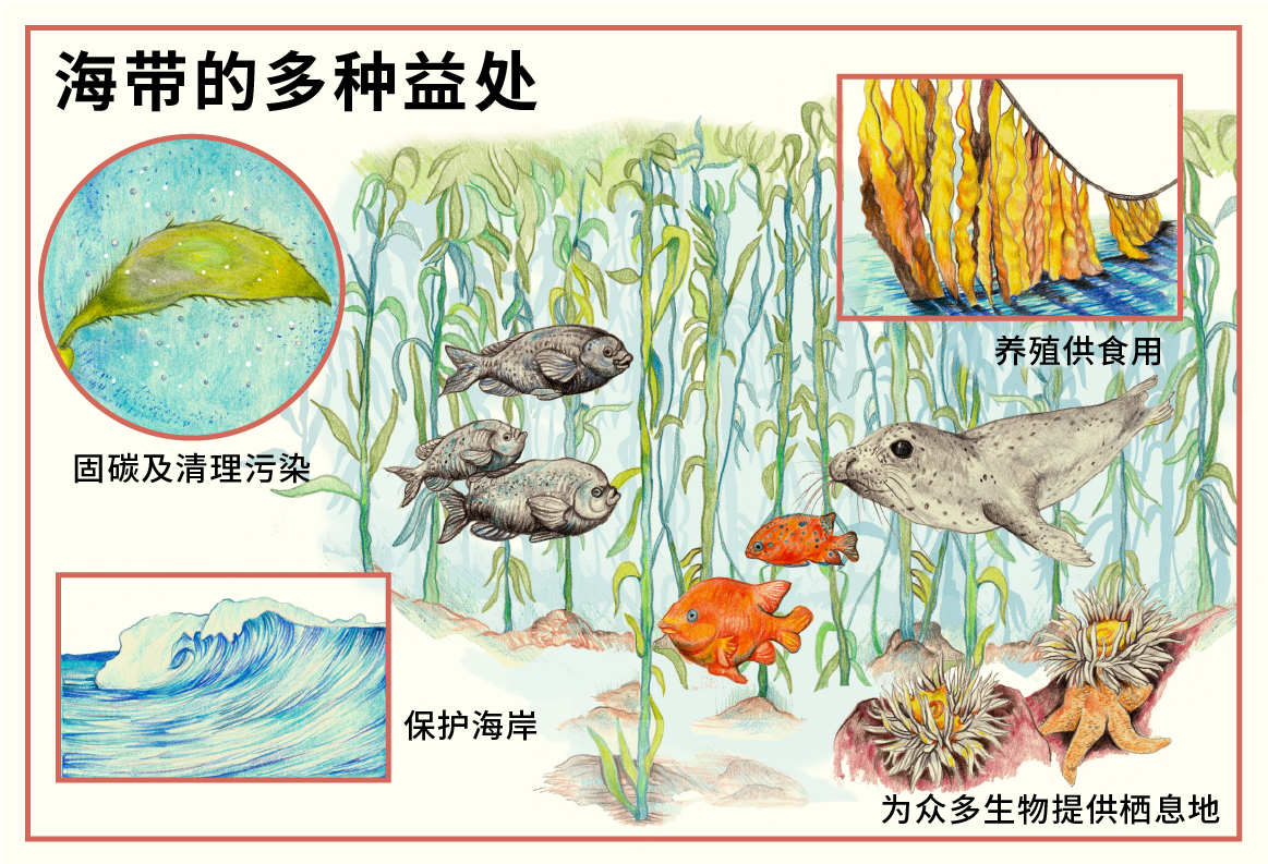 海带与海洋
