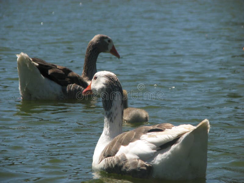 鸭子在湖中游泳